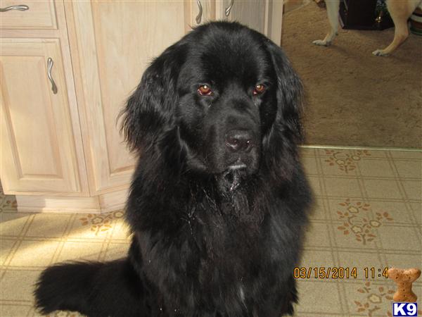 Newfoundland stud dog