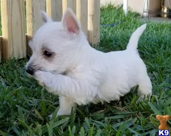 West Highland White Terrier puppy for sale