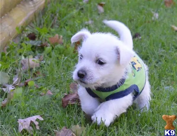 West Highland White Terrier puppy for sale