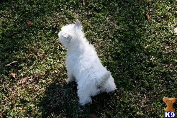 West Highland White Terrier puppy for sale