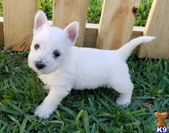 West Highland White Terrier puppy for sale