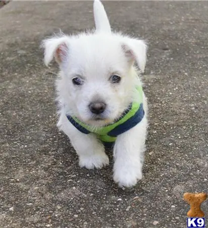 West Highland White Terrier puppy for sale