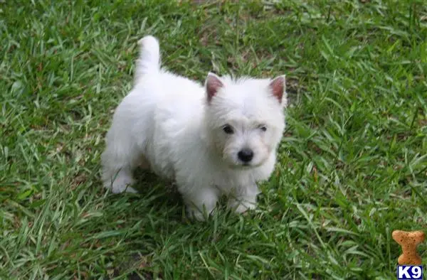 West Highland White Terrier puppy for sale