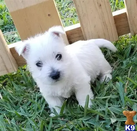 West Highland White Terrier puppy for sale