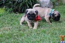 pug puppy posted by charlesroth56