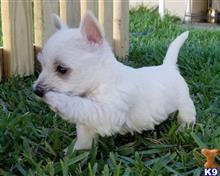 west highland white terrier puppy posted by charlesroth56