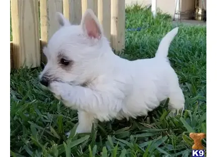 West Highland White Terrier