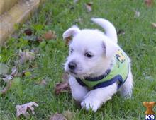 west highland white terrier puppy posted by charlesroth56