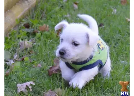 West Highland White Terrier