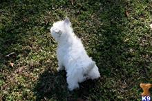 west highland white terrier puppy posted by charlesroth56