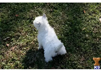 West Highland White Terrier