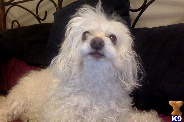 Maltipoo stud dog