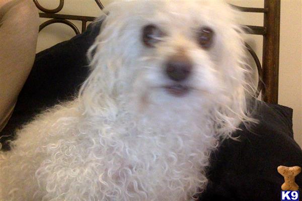 Maltipoo stud dog