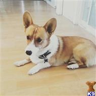 Charlie available Pembroke Welsh Corgi puppy located in Los Angeles