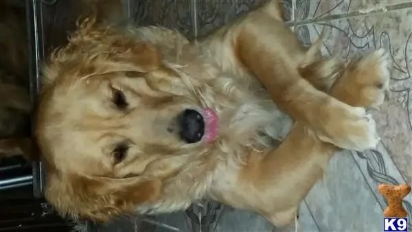 Golden Retriever female dog