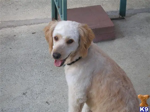 Golden Retriever stud dog