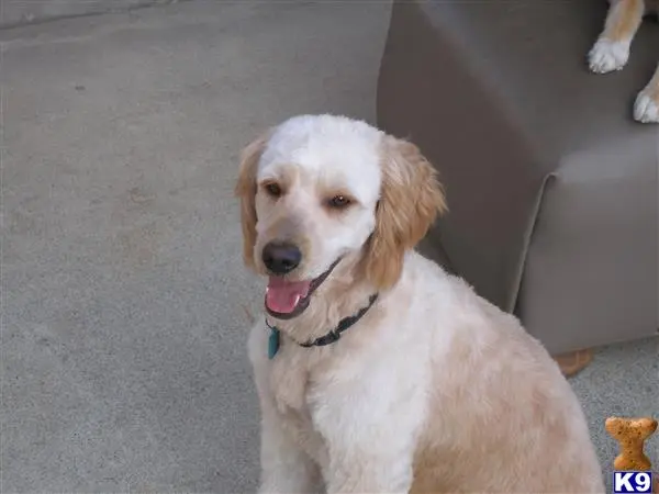 Golden Retriever stud dog