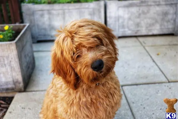 Goldendoodles stud dog