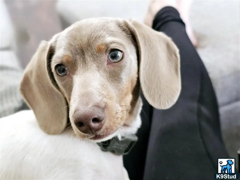 Dachshund stud dog