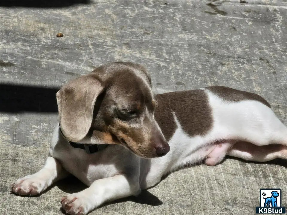 Dachshund stud dog