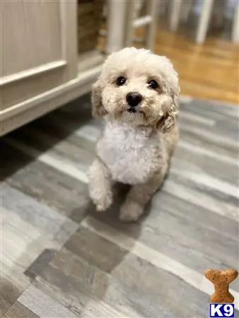 Maltipoo