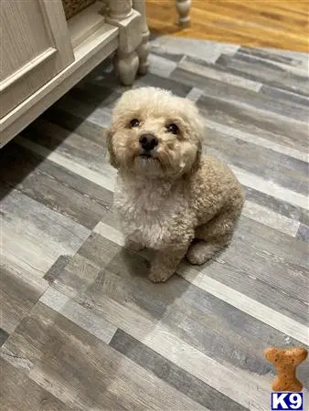 Maltipoo stud dog