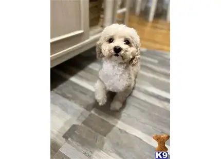 Maltipoo