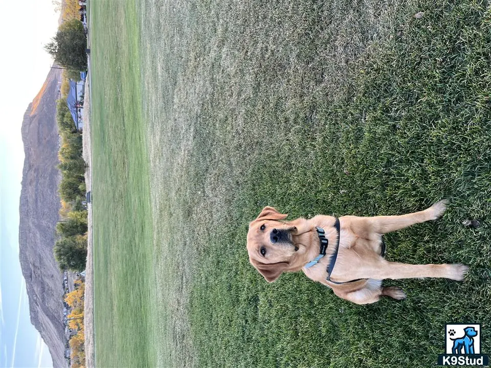 Labrador Retriever stud dog