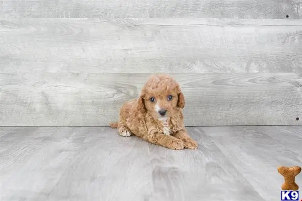 Cavalier King Charles Spaniel puppy for sale