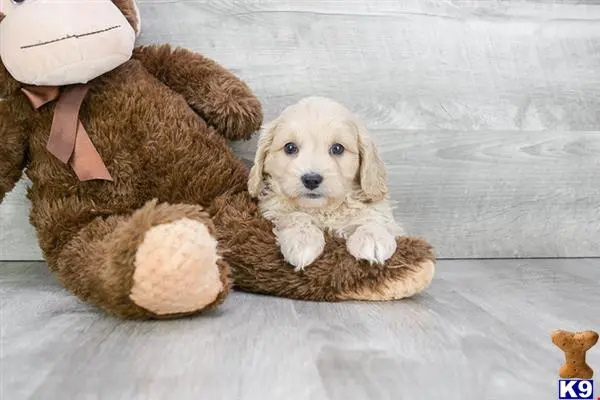 Cavalier King Charles Spaniel puppy for sale