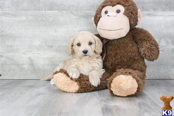 Cavalier King Charles Spaniel puppy for sale