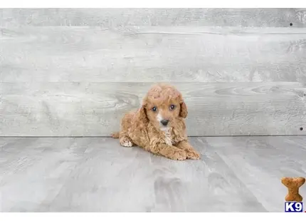 Cavalier King Charles Spaniel