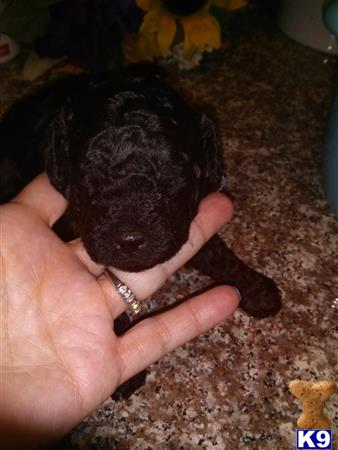 poodle puppy posted by charm1352