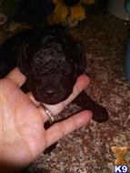 poodle puppy posted by charm1352