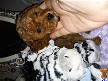 poodle puppy posted by charm1352
