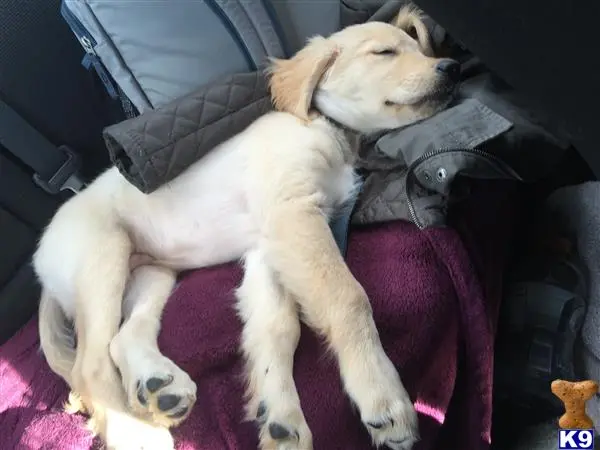 Golden Retriever stud dog