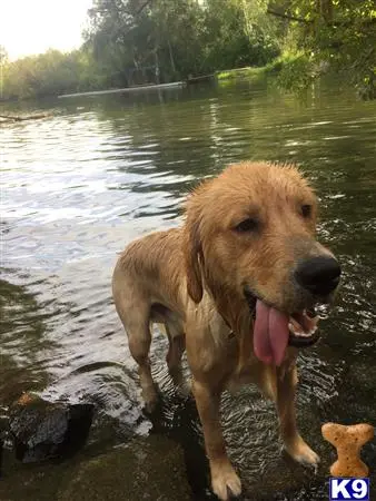 Golden Retriever stud dog