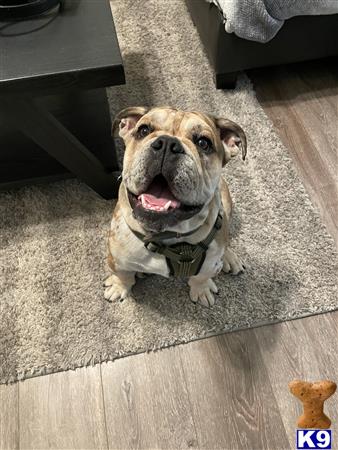 a english bulldog dog wearing a scarf
