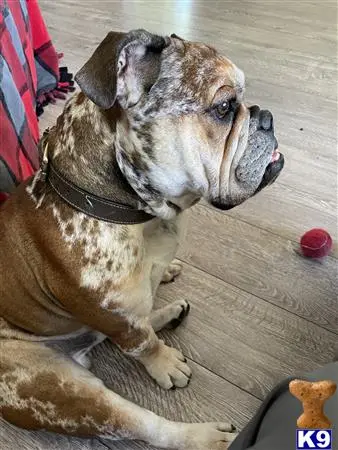 English Bulldog stud dog