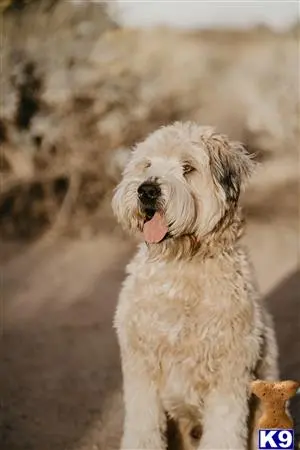 Soft Coated Wheaten Terrier stud dog