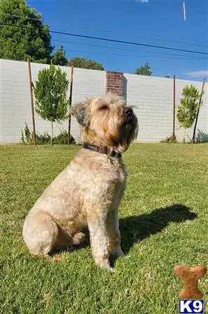 Soft Coated Wheaten Terrier stud dog