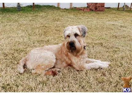 Soft Coated Wheaten Terrier