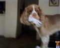 Cocker Spaniel stud dog: Cocker Spaniel with a light brown coat holding a sock
