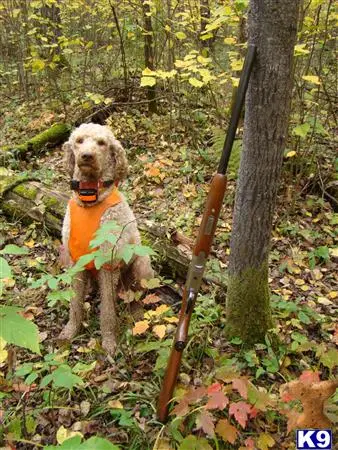 Poodle stud dog