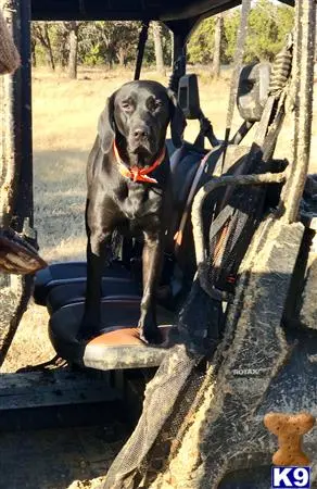 Labrador Retriever stud dog