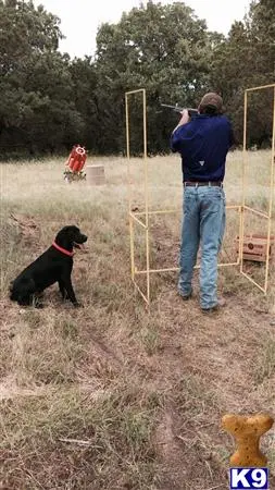 Labrador Retriever stud dog