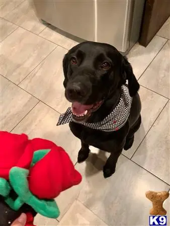 Labrador Retriever stud dog