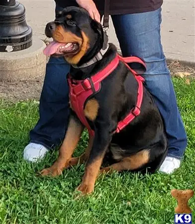 Rottweiler stud dog