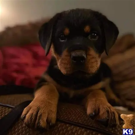 Rottweiler stud dog