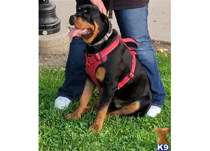 Rottweiler